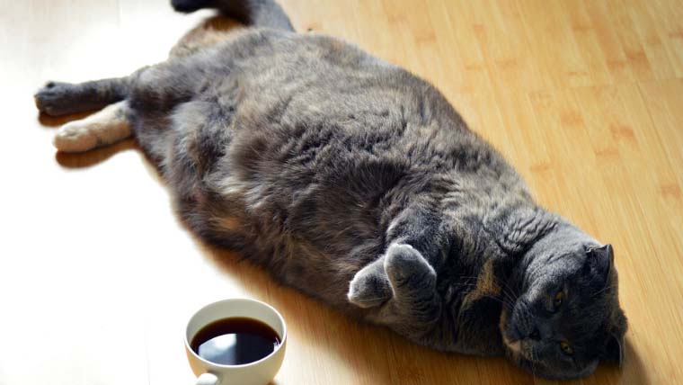 むくみの原因は運動不足だから太った猫