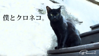 可愛い黒猫の写真